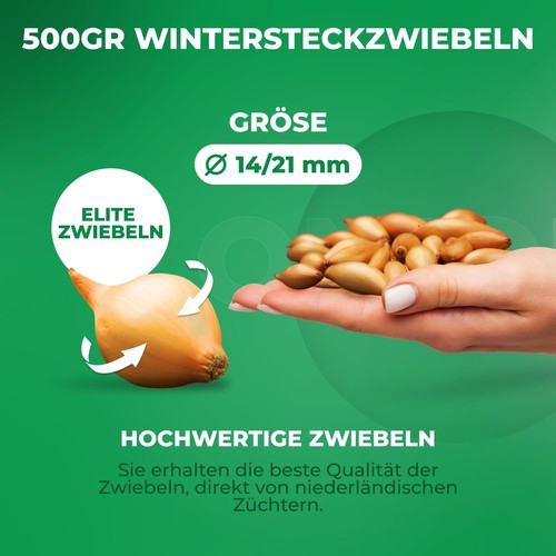 Winter steckzwiebeln rot - steckzwiebeln,